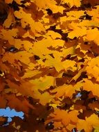 yellow autumn foliage in bright sunlight