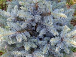 Blue Spruce Needles