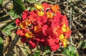 Close-up of the beautiful red, orange and yellow blooming Lantana flowers