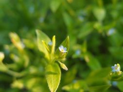 macro photo of tiny blue flowers