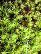 lush mountain grass close-up