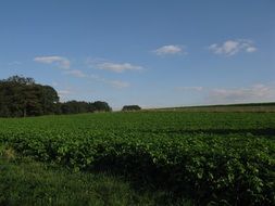 green fields at summer