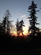 silhouettes of conifers on a sunset background