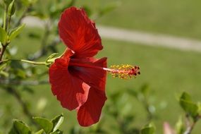 red hibiscus in profile close-up
