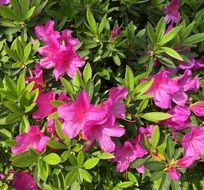 pink flowers on a bush of azalea