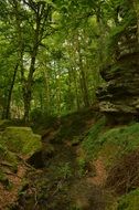 forest in echternach