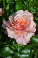 pink pastel rose on a green bush close-up