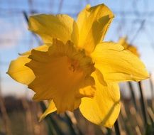 yellow daffodil bud close-up