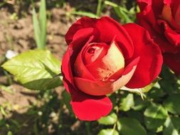 red Rose Flower sunny closeup