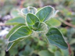 hairy oregano plant