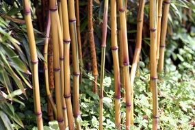 brown bamboo trunks