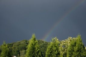 rainbow after rain over coniferous forest
