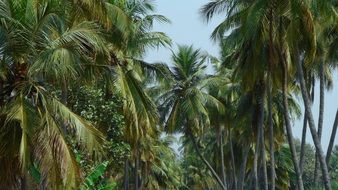 coconut trees against a clear blue sky