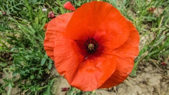 red poppy flower in macro