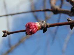 bud of pink spring flowering on a branch close-up