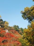 colorful autumn Forest under blue Sky korea, Jeju