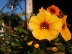 stunning Yellow Plant