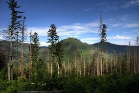 Tatry Poland green forest hills view