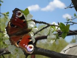 stunningly beautiful Butterfly Spring