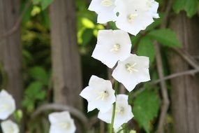 flowers on the fence