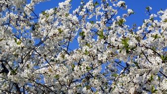 cherry in a lush spring blossom against a bright blue sky