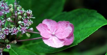 pink flower in the wild forest