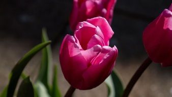 Summer Tulips