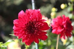 Flower Dahlia Nature Floral Red