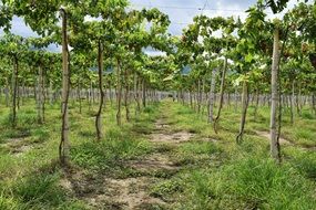 smooth rows of green vineyard