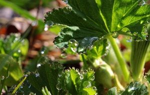 leaves in raindrops close up
