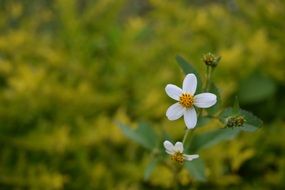 Macro photography of the white flowers and green plants