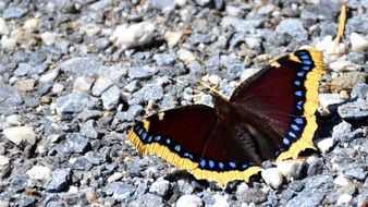 Butterfly on a pebbles