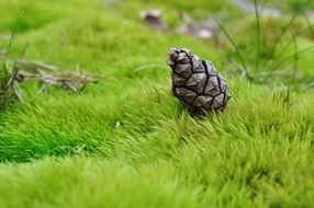 pine cone lies on green grass