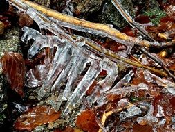 frozen branches on autumn foliage