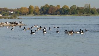 geese floating on the Rhine