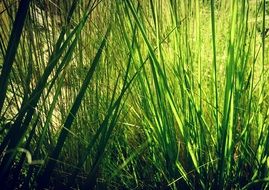 Green Nature Grass