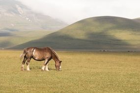 horse on a pasture on a background of mountains in Italy