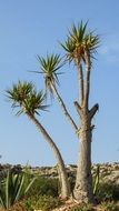 funny cactus in Ayia Napa