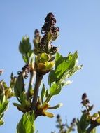 big plant close up against blue sky