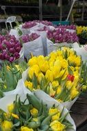 Tulip Flower Amsterdam