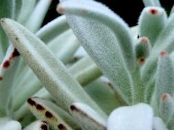 fascinating Fuzzy Plant