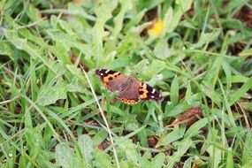 butterfly in green grass close up