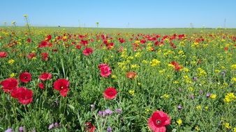 landscape of red poppies, yellow flowers and cornflowers on a summer field