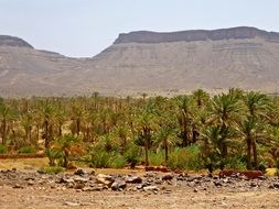 Palm Grove at mountains, Morocco