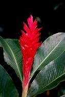 red wild ginger flower
