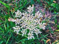summer plant with white inflorescence closeup