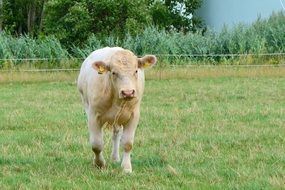white small Cow Pasture