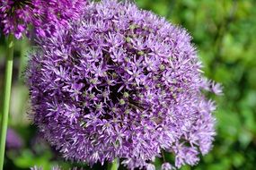 Violet garlic flowers in the garden