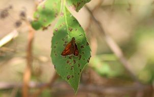 small Red Butterfly on spotted Leaf