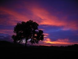 tree on a background of purple clouds